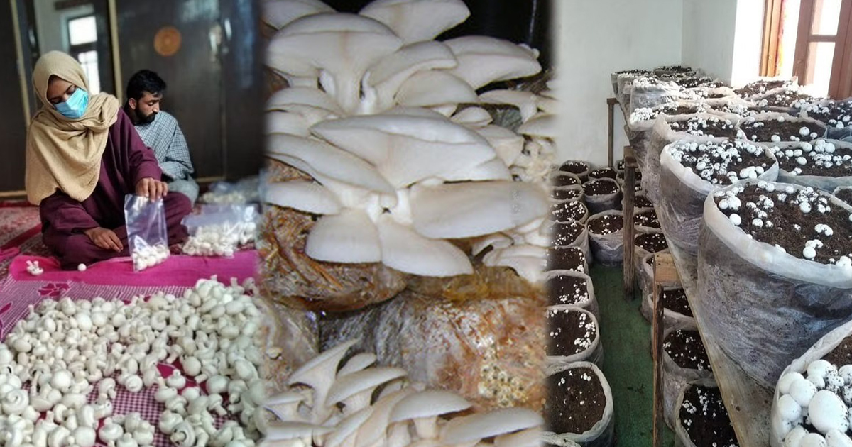 Grow mushrooms at home, get great yields in just a few days!