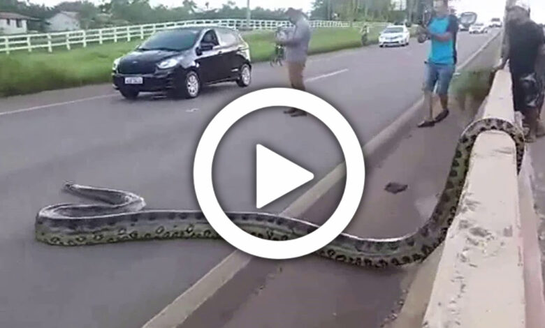 Closed traffic, huge python snake crossing the road, viral video