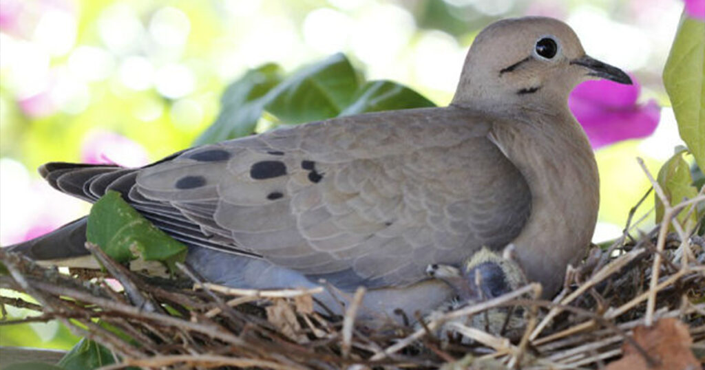 Pigeons Nest, , বাড়িতে পায়রার বাসা ভালো না খারাপ জানেন? জানলে অবাক হবেন আপনি নিজেই