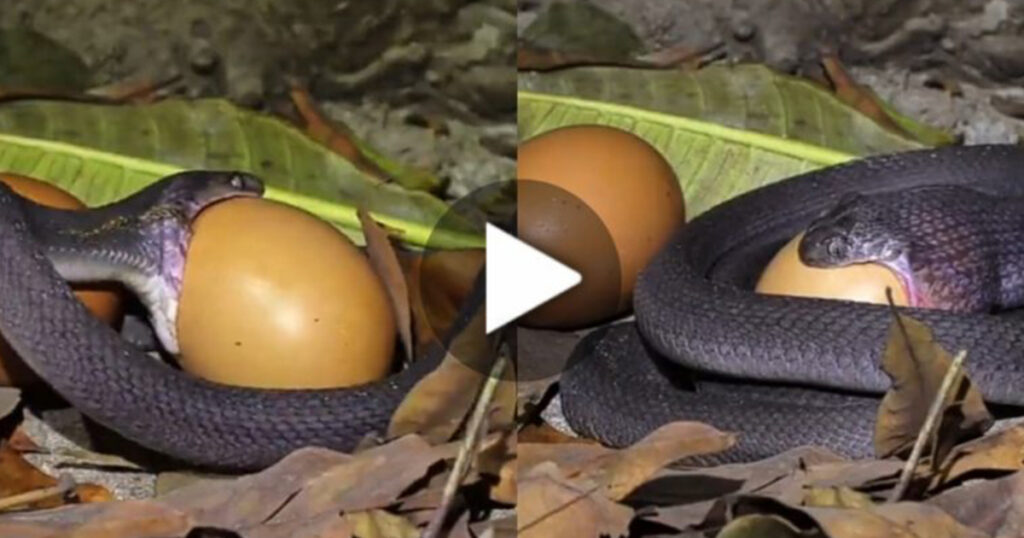 Poisonous Snake That Swallows An Egg Bigger Than Twice The Size Of Its Own Mouth In The Blink Of An Eye! Viral Video