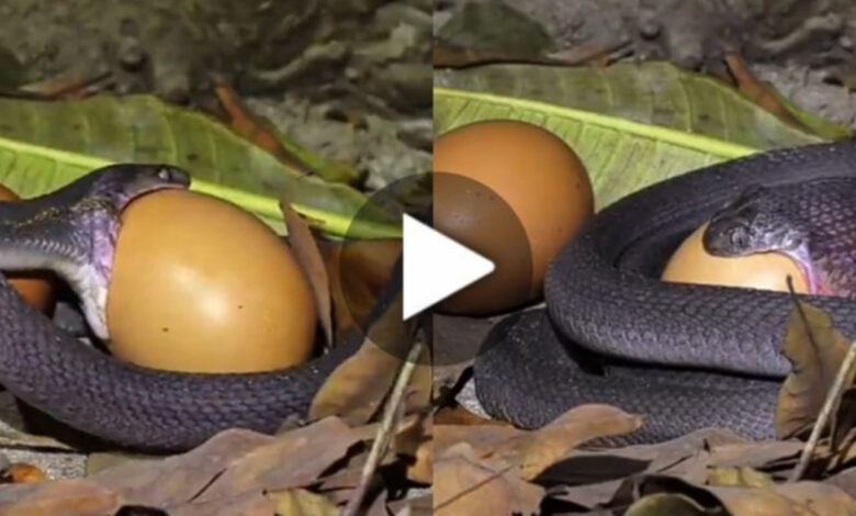 Poisonous snake that swallows an egg bigger than twice the size of its own mouth in the blink of an eye! Viral video