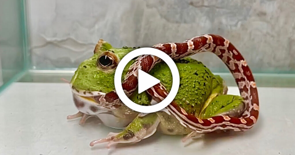 Small Frog Swallowing Huge Snake, Viral Video