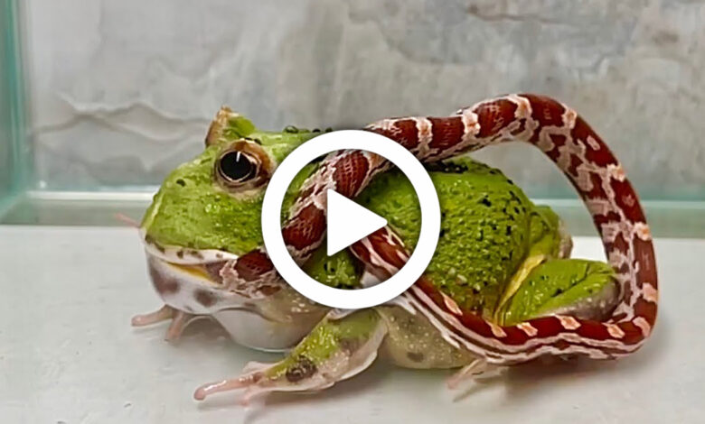 Small frog swallowing huge snake, viral video