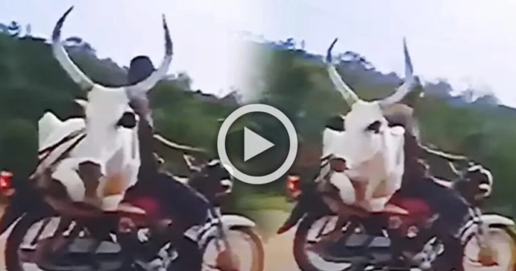 Viral Video Today: The Person Took The Bull Home On A Bike, You Can'T Imagine What Happened Next