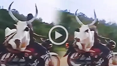 Viral Video Today: The person took the bull home on a bike, you can't imagine what happened next