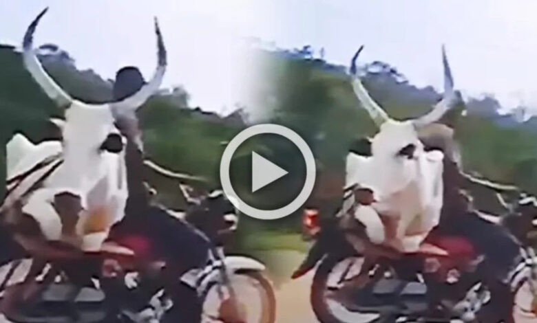 Viral Video Today: The person took the bull home on a bike, you can't imagine what happened next