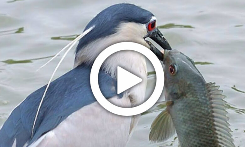 This bird hunted big fish with small fish, viral video