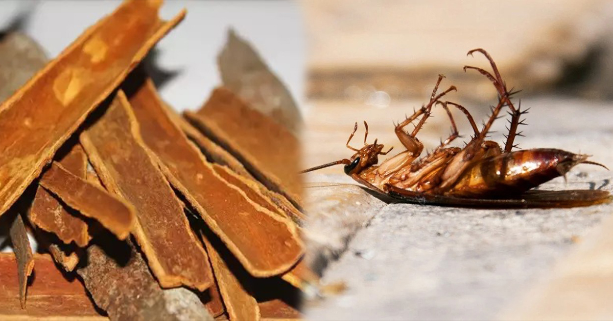 Cockroach 1, , আরশোলার উপদ্রবে অতিষ্ঠ? মাত্র কয়েক মিনিটেই বাড়ি ছেড়ে পালাবে সব আরশোলা, জেনে নিন সহজ উপায়