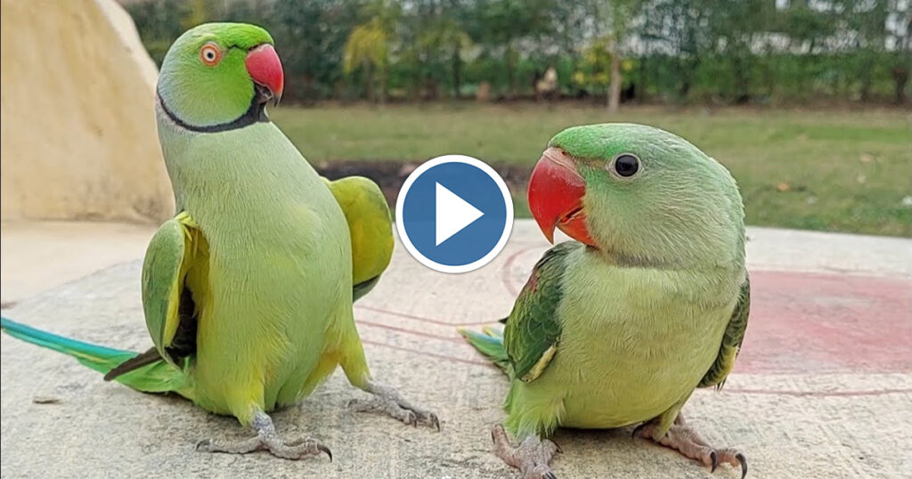Green Parrot, , হুবহু মানুষের মতো কথা বলছে দুই টিয়া, মুহূর্তে ভাইরাল ভিডিও