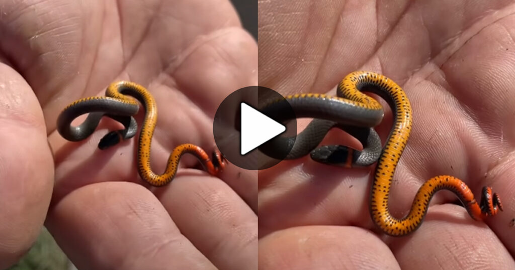 Snake Small, , হাতের তালুর মধ্যে ঘুরে বেড়াচ্ছে বিশ্বের ক্ষুদ্রতম সাপ, ভাইরাল ভিডিও